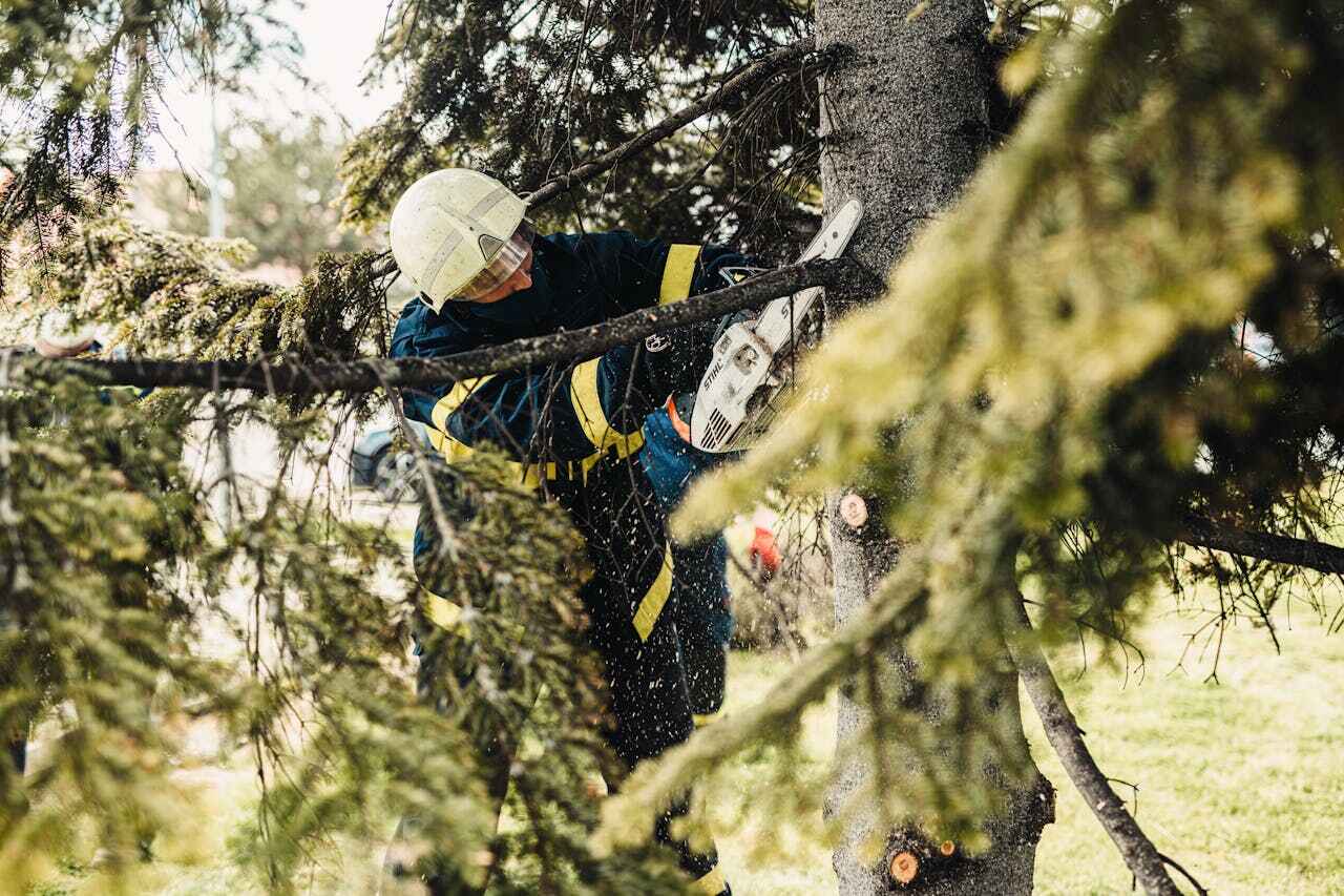 The Steps Involved in Our Tree Care Process in Dunkirk, MD